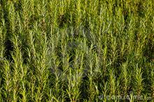 Rosemary essential Oil