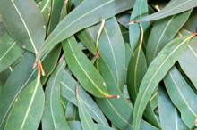 Eucalyptus Oil