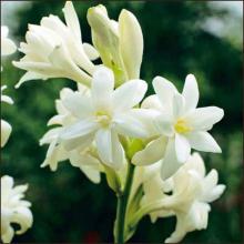 Tuberosa Absolute essential Oil