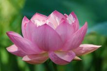 Pink Lotus Absolute oil