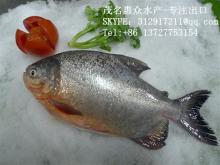 high quality red pomfrect /red pacu