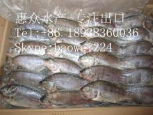 whole round Frozen tilapia