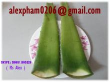  FRESH  ALOE VERA  LEAVES 