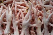 WHOLE FROZEN CHICKEN AND CHICKEN PARTS FROM EUROPE !!! Gold Supplier !!!