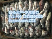 hot sell frozen tilapia fish whole round tilapia