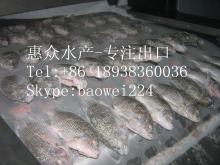 High quality Frozen Tilapia gutted and scaled