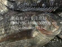  Frozen   whole   tilapia -factory located in  tilapia  hometown-maoming