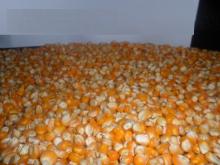  YELLOW   CORN  for consumption