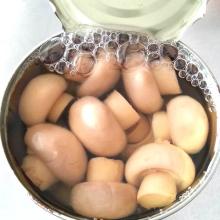 Fatory Price Premium Canned  Mushroom  in  Brine 