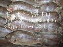 frozen Tilapia whole round / Gutted  and  scaled  /fillets