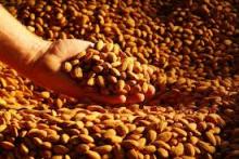 ALMOND NUTS
