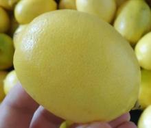 Fresh Lemon