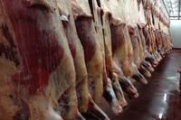 Halal Frozen Beef Meat/ Pork Meats, Lamb Meats and Offals