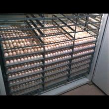 BROILER HATCHING EGGS COBB 500 AND COBB 700 AND ROSS 308