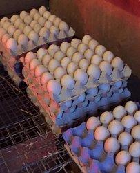  Chicken   Broiler   Hatch ing(Ross/Cobb) & Table  Eggs  Grade A