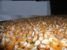  SWEET  YELLOW  MAIZE 