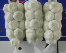 Chinese fresh new garlic