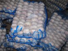 2011 fresh pure white galic 3p