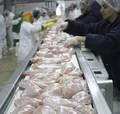 Halal Whole Frozen Chicken,Chicken Feet,Wings,Legs,Breast