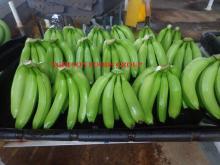 Fresh Cavendish banana