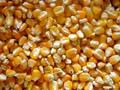 White and Yellow Corn (Human Consumption & Animal Feed)