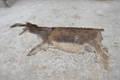 Donkey Hides, Donkey Skin,Donkey Leather