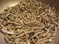  Dried   Anchovy  -  Dried   Salted   Anchovy  - Dry  Anchovy 