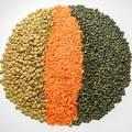 Green Lentils HPS Quality Dry Green Import Red Lentils