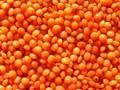 Red Lentiles