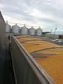 Nuticious White and Yellow Maize Corn for Sale At Cheap Prices