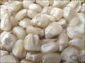 Cheap Price !!!! White Maize with Lc At Sight As Payment Term