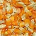 White and Yellow Maize Corn