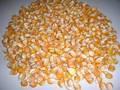 White and Yellow Corn Maize for Human Cunsumption and Animal Feed