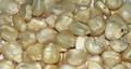 White and Yellow Maize Corn for sale