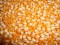 Quality Grade 1 Yellow Corn & White Corn/Maize for Human & Animal Feed for sale