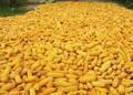 Dried Maize White and Yellow Maize - Corn
