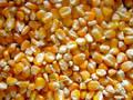Buy Top Quality Yellow / Red / White Maize Corn