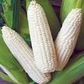  Hybrid  White Sweet Waxy Glutinous  Corn   Seed s Maize  Seed s for Planting-