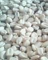  White   Maize   Non   GMO 
