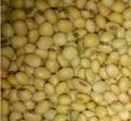 Soya Bean
