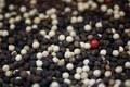 Grade AA Spices ,Hot Black and White Pepper and Hot Chilli Pepper Good Prices 2016