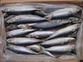 Frozen Fish Horse Mackerel, Frozen Whole Ribbon Fish, Frozen Tuna Fish, Frozen Salmon Fish,Atl