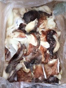 Frozen Giant Squid Neck