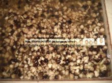 PEELED STRAW  MUSHROOM  IN  BRINE  SIZE PSS