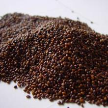 conseco seabuckthorn seed