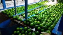 Fresh Lime With Seed/Seedless
