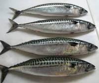 Frozen Makerel Ribbon Frozen Salmon Frozen Tilapia Fish Wild Catch