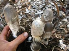 SALTED STRAW MUSHROOM