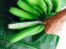 Fresh Cavendish Banana