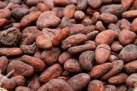 Dried Fermented Cocoa Beans